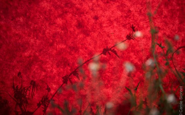 VIVANTES Photographies Carole Sionnet 1